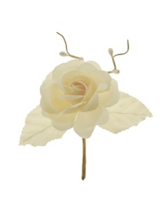 Rosa Panna cm13