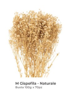 gypsophila naturale