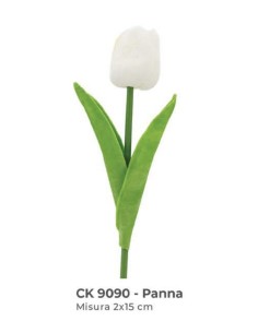 tulipano panna
