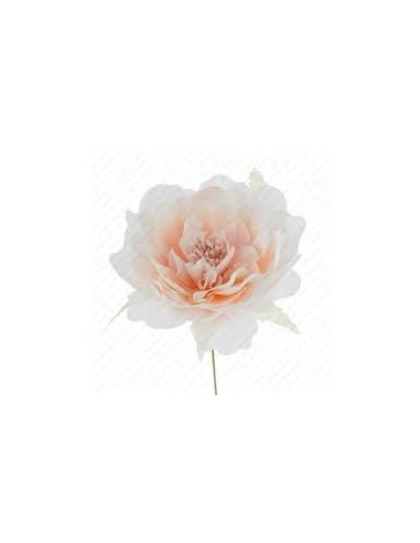 12 Fiori decorativi cipria