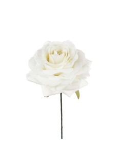 6 Rosa bianca