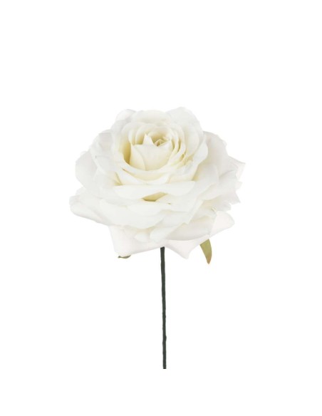 6 Rosa bianca