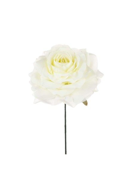 6 Rosa panna