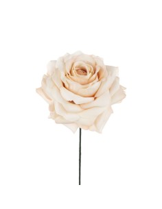 6 Rosa cipria