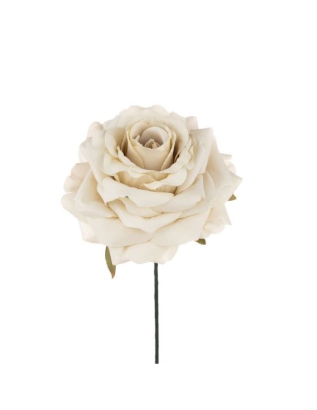 6 Rosa tortora